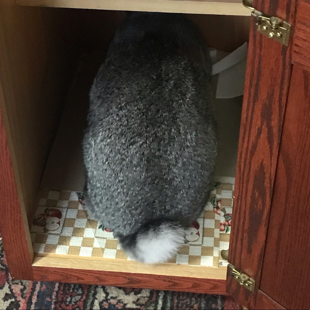 In the rabbit 🐇 hole